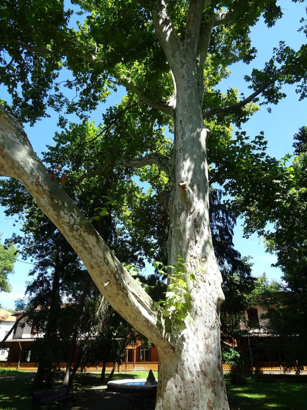 The 1821 plane tree