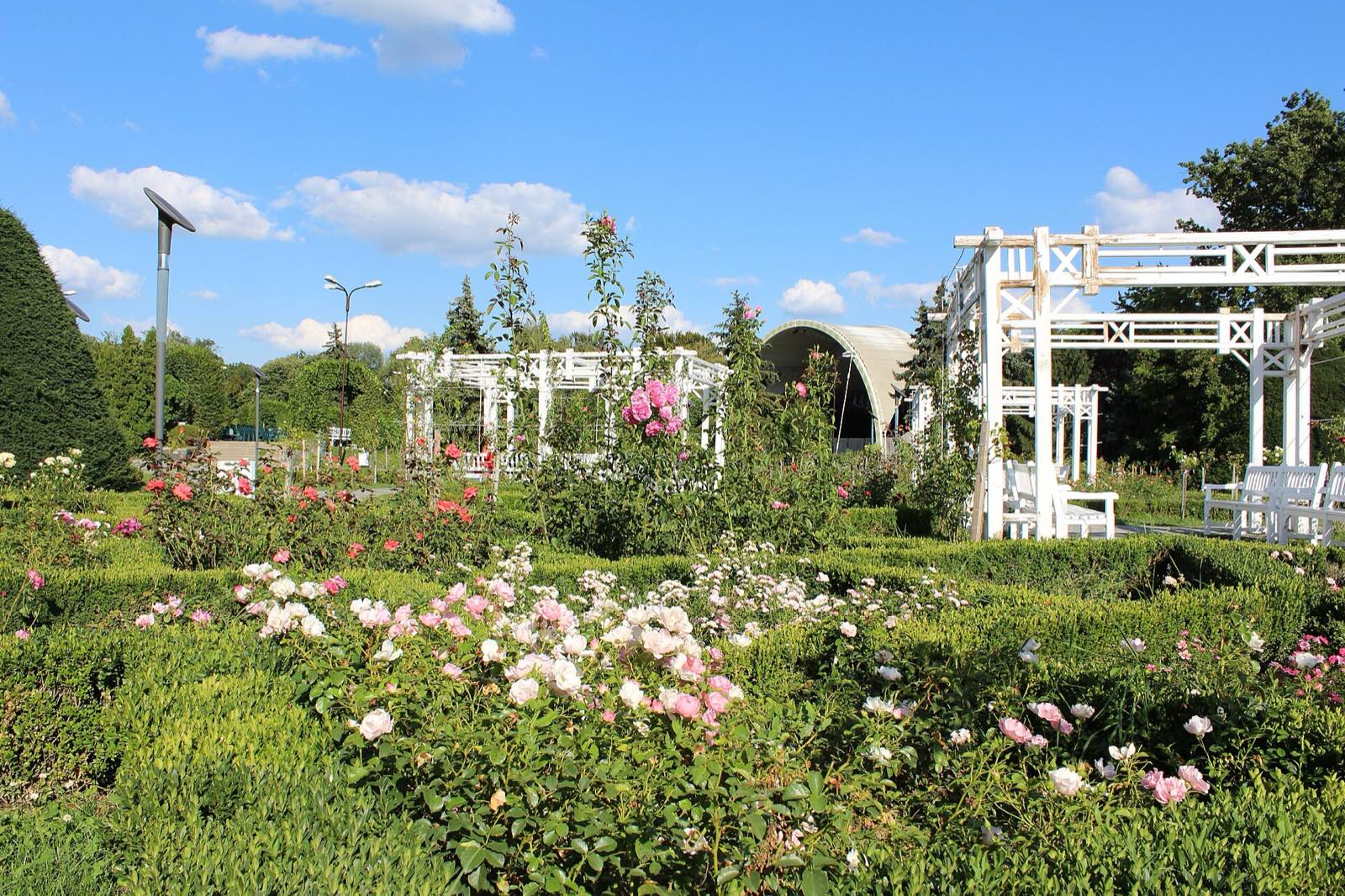 Rose beds